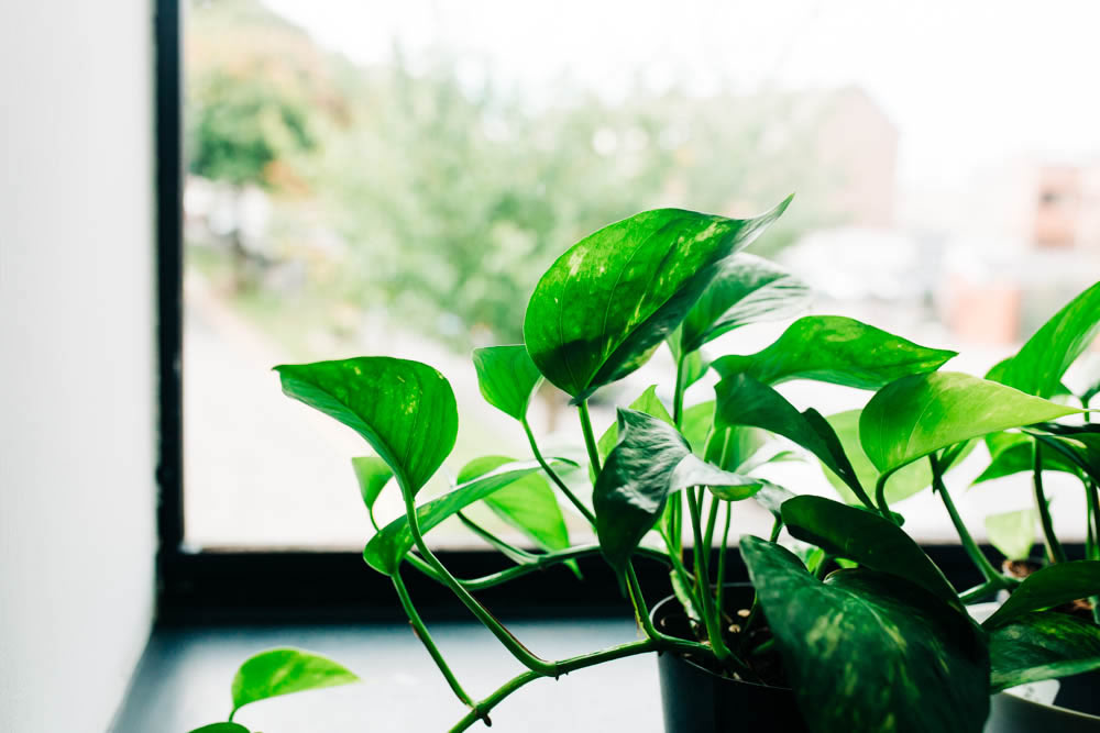 Pyscotherapy In Cardiff